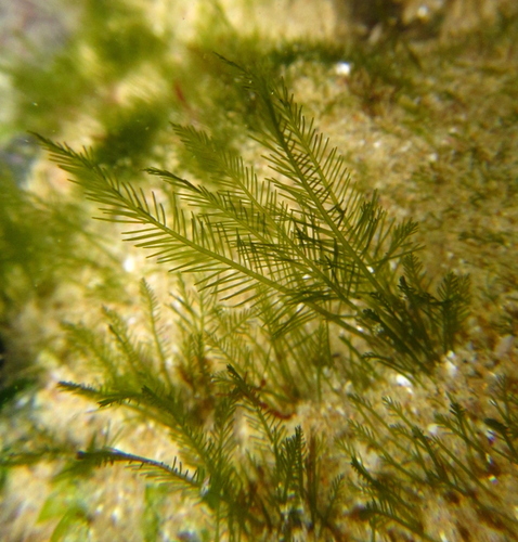 Bryopsis plumosa