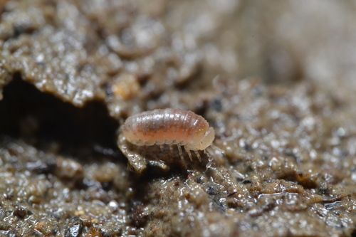Buchnerillo atlanticus