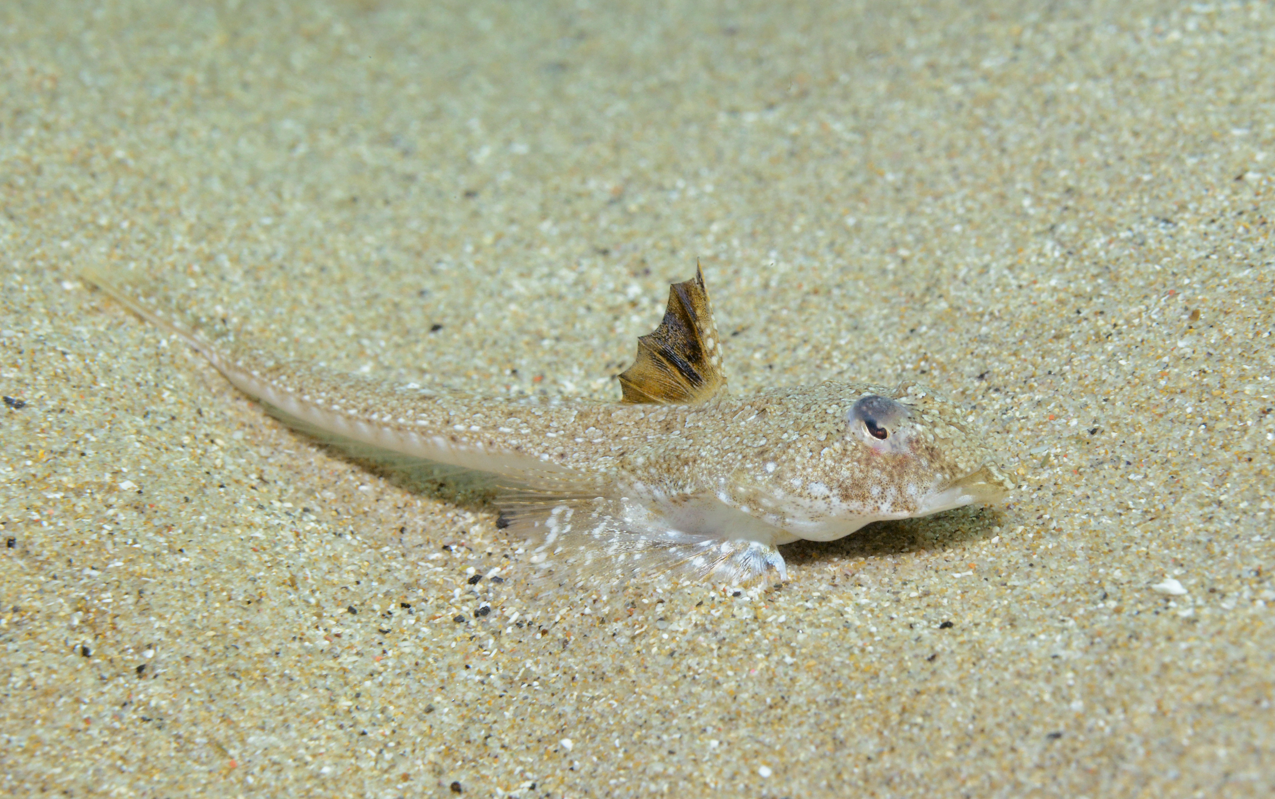 Dragonet élégant