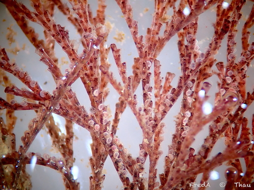 Bugula neritina