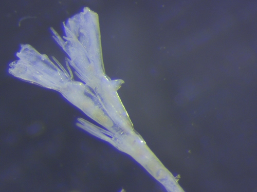 Bugulina fulva