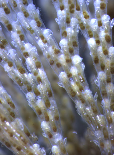 Bugulina simplex