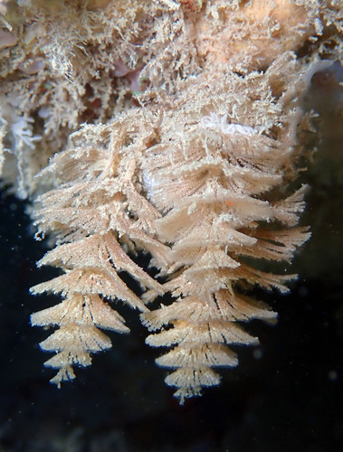 Bugulina turbinata