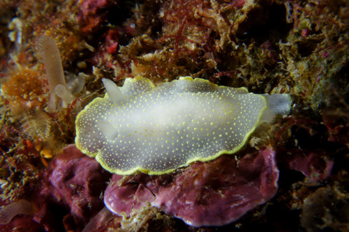 Cadlina laevis