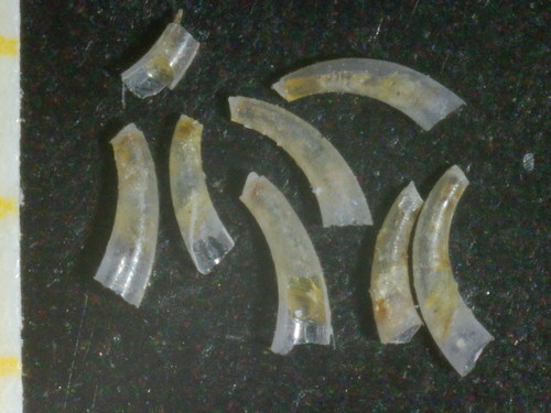 Caecum clarkii