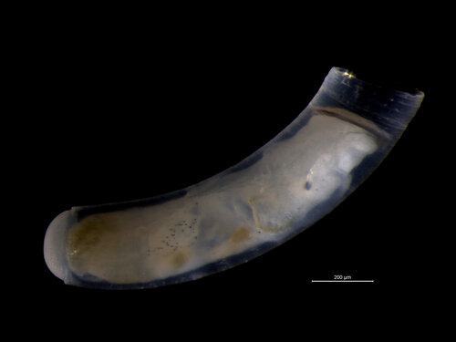 Caecum glabrum