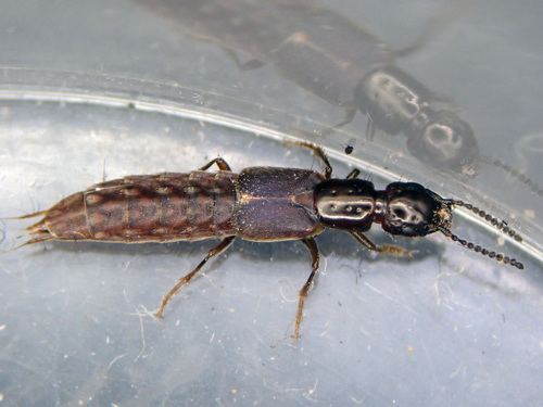 Cafius xantholoma
