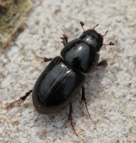 Calamosternus granarius