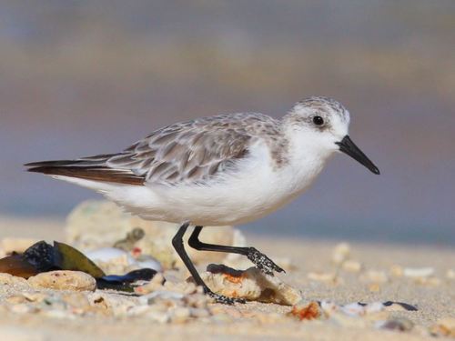 Bécasseau sanderling