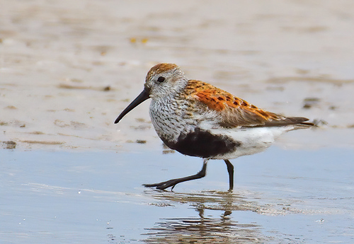 Bécasseau variable