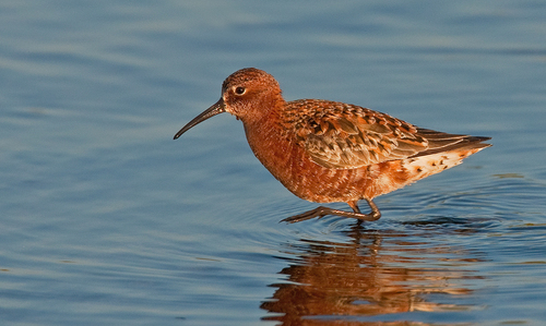 Bécasseau cocorli