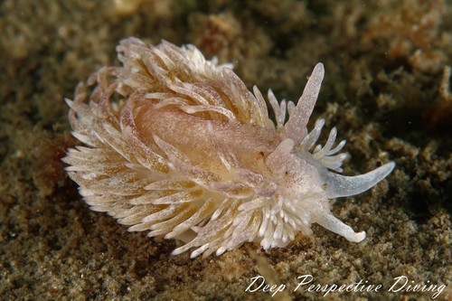 Aeolidia papillosa