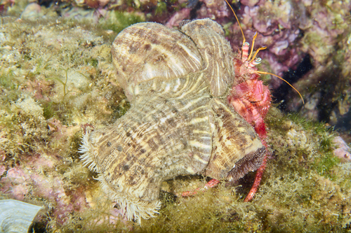 Calliactis parasitica