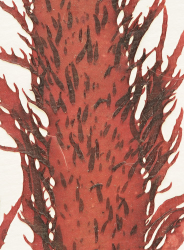 Calliblepharis jubata
