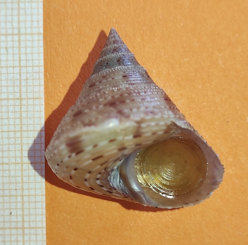 Calliostoma granulatum