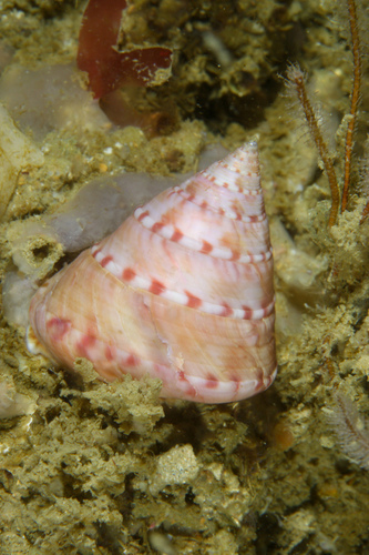 Calliostome
