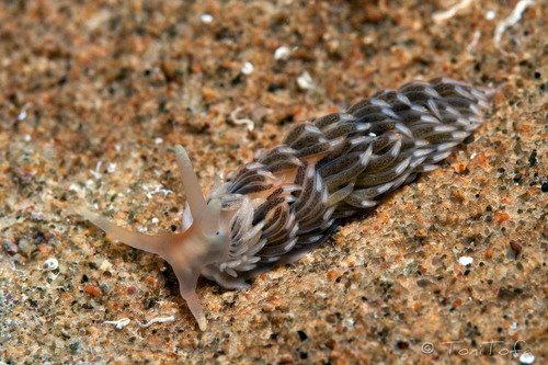 Aeolidiella alderi