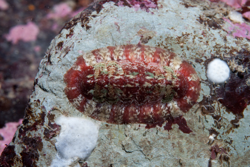 Callochiton septemvalvis
