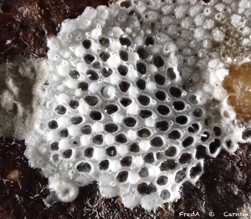 Callopora dumerilii