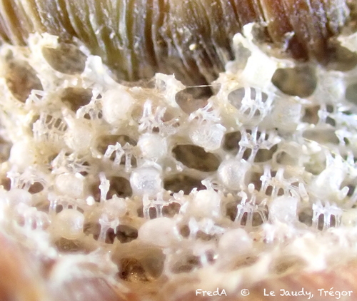 Callopora rylandi