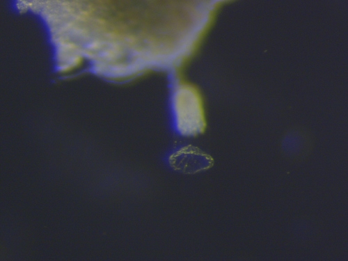 Calycella syringa