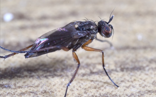 Campsicnemus armatus