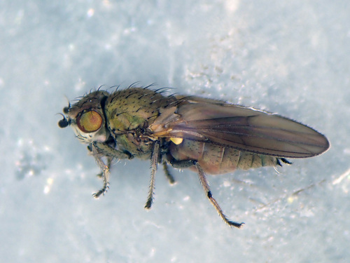 Canace nasica