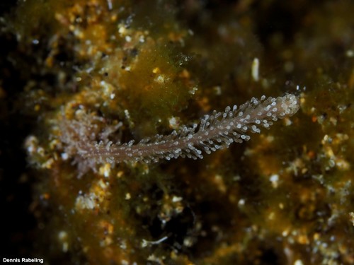 Candelabrum cocksii