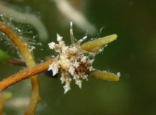 Capellinia doriae