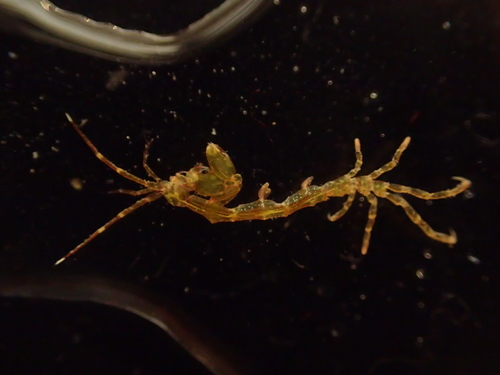 Caprella acanthifera