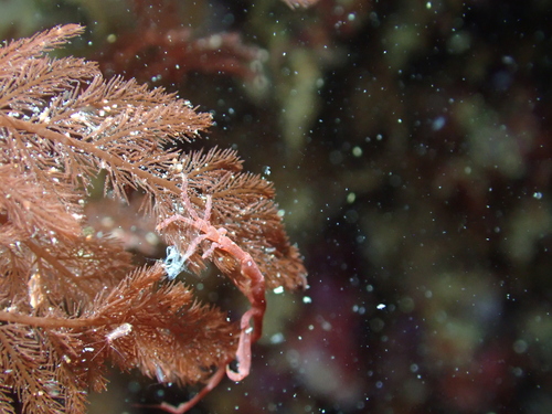 Caprella fretensis