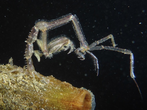 Caprella mutica
