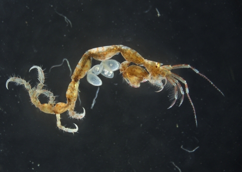 Caprella penantis