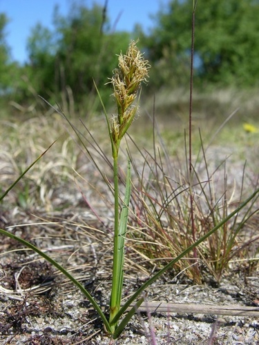 Laîche des sables