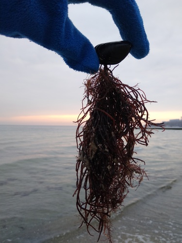 Carradoriella elongata