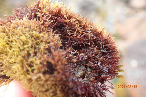 Caulacanthus okamurae