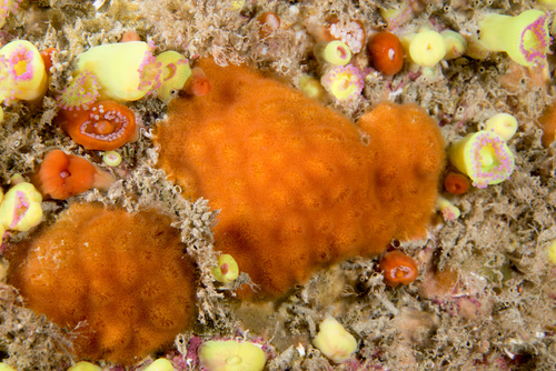 Cellepora pumicosa