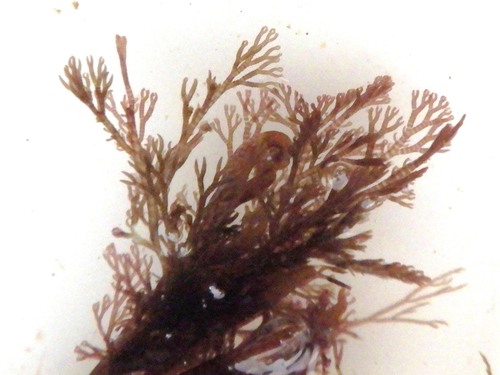 Ceramium botryocarpum