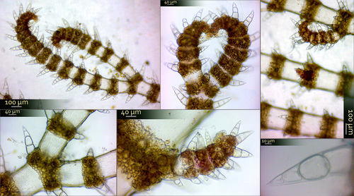 Ceramium ciliatum
