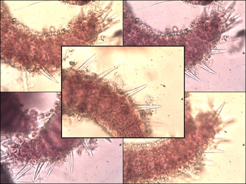 Ceramium echionotum