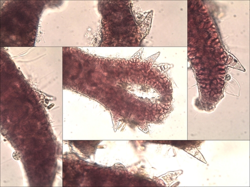 Ceramium gaditanum