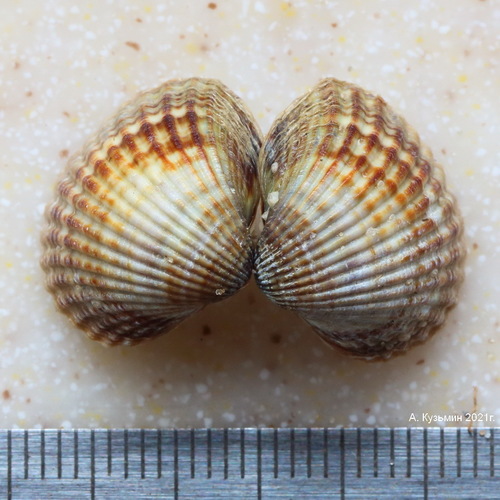 Cerastoderma glaucum