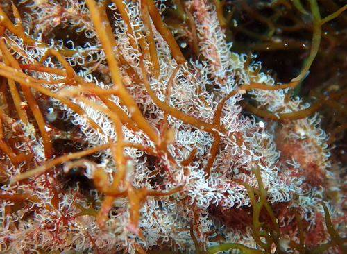 Aetea anguina