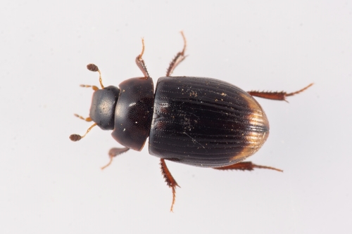 Cercyon littoralis