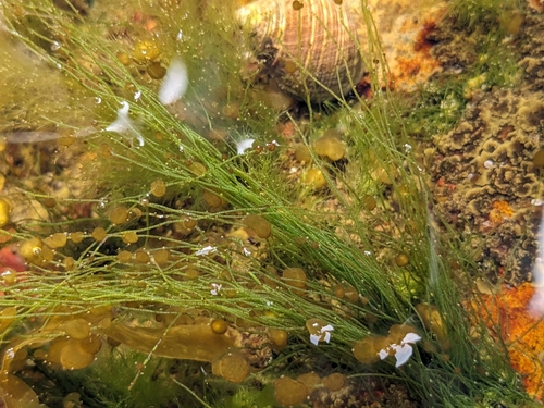 Chaetomorpha linum
