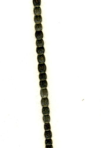 Chaetomorpha melagonium