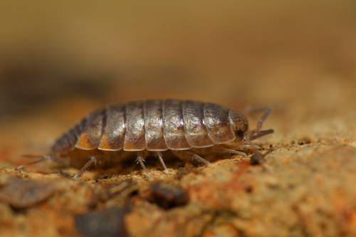 Chaetophiloscia cellaria