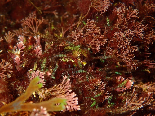 Champia parvula