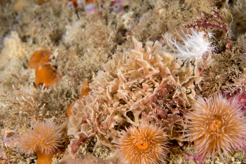 Chartella papyracea