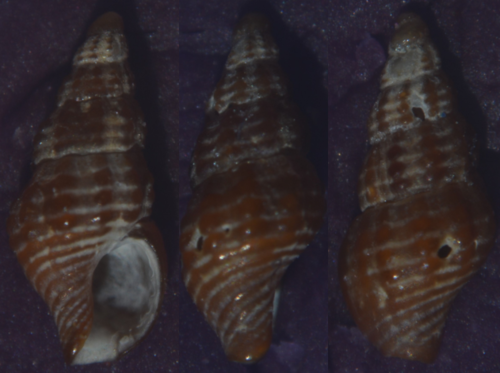Chauvetia brunnea